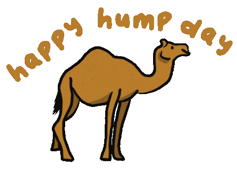 camel camel